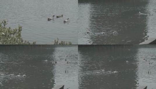 湖面黑天鹅高清在线视频素材下载
