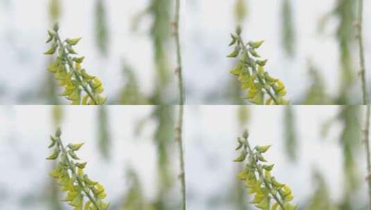 蚂蚁、蜜蜂在花蜜上采蜜特写高清在线视频素材下载