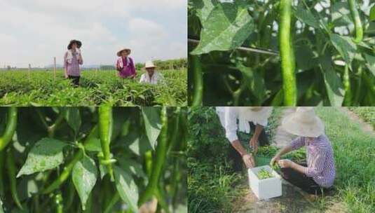 二荆条辣椒种植高清在线视频素材下载