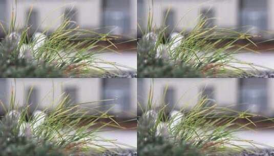 微风吹着花坛边的小草高清在线视频素材下载