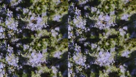 大黄蜂喝迷迭香花的花蜜。迷迭香植物高清在线视频素材下载