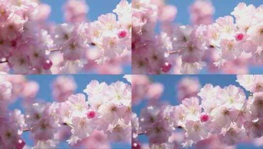樱花和蓝天高清在线视频素材下载