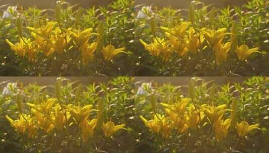 雨中的黄色百合花高清在线视频素材下载