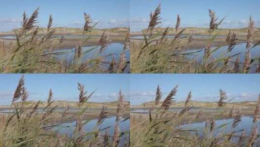 河边茂盛的芦苇高清在线视频素材下载