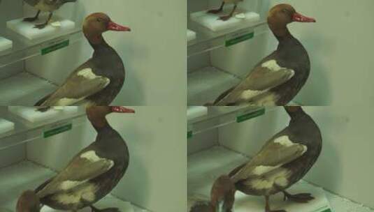 各种鸟类标本模型高清在线视频素材下载