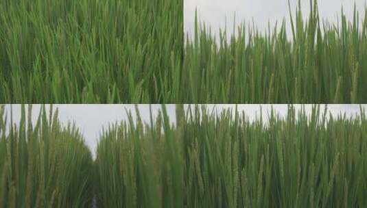 实拍水稻田水稻素材高清在线视频素材下载