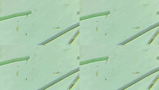 显微镜下的微观世界微生物 颤藻5高清在线视频素材下载