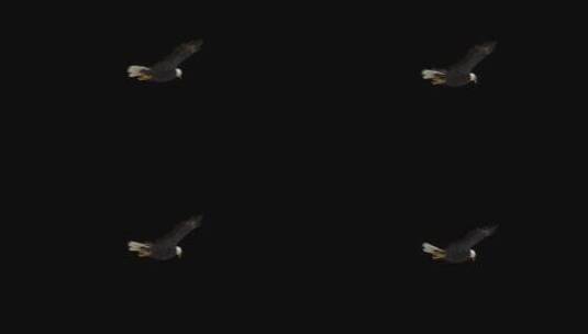 带通道的老鹰飞翔高清在线视频素材下载