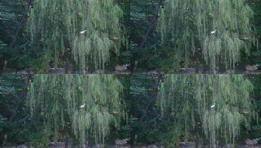 4K实拍落在河岸边树梢上的野生动物白鹭高清在线视频素材下载