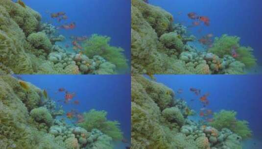 大海深处的鱼群跟珊瑚礁高清在线视频素材下载