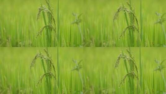 绿色稻田中摇摆的稻穗高清在线视频素材下载