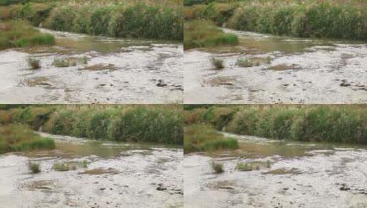 河边芦苇高清在线视频素材下载