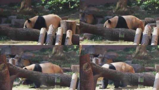 国宝大熊猫实拍高清在线视频素材下载