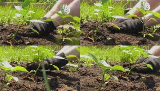 农民种植蔬菜种辣椒高清在线视频素材下载