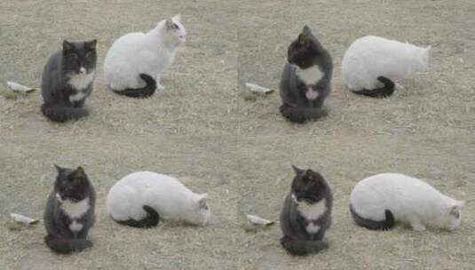 黑猫和白猫在草坪上休息结伴高清在线视频素材下载
