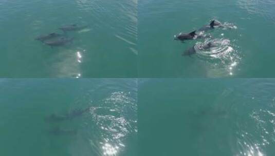 航拍海豚在大海活动高清在线视频素材下载