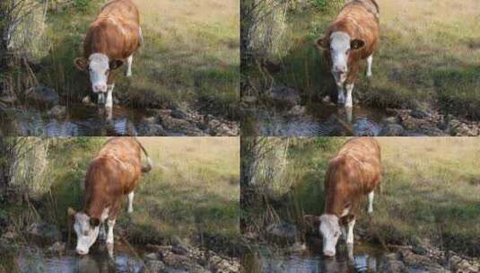 奶牛吃草2高清在线视频素材下载