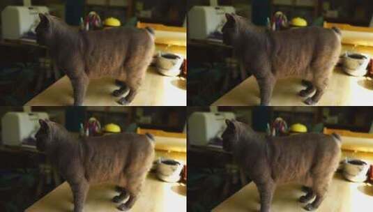 宠物猫 猫咪高清在线视频素材下载