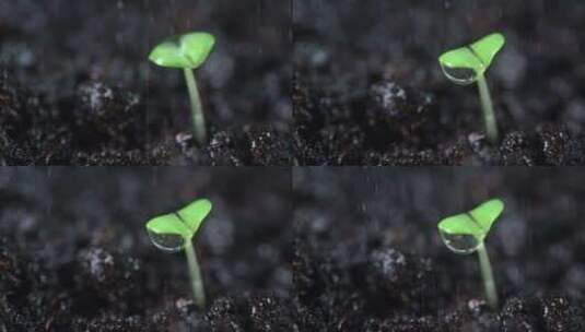 给绿色的植物幼苗浇水高清在线视频素材下载