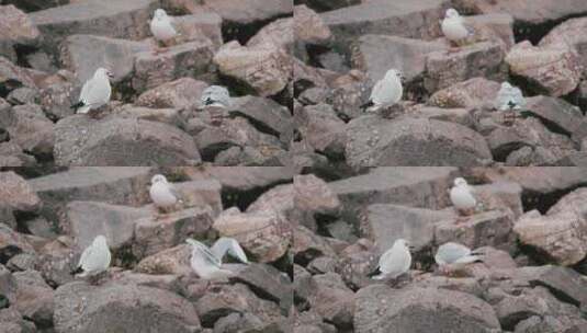海鸥在天津渤海湾高清在线视频素材下载
