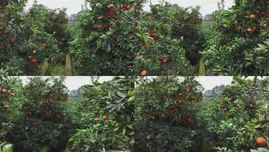 农村农民果园血橙成熟航拍高清在线视频素材下载