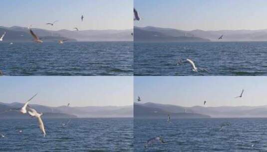 海鸥海鸟水面翱翔高清在线视频素材下载