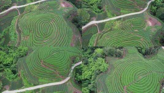 四川雅安市名山区大地指纹茶园茶山白昼航拍高清在线视频素材下载