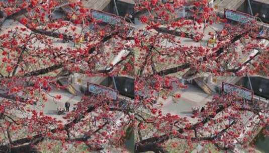 中国广东省佛山市顺德区新滘水闸木棉花高清在线视频素材下载