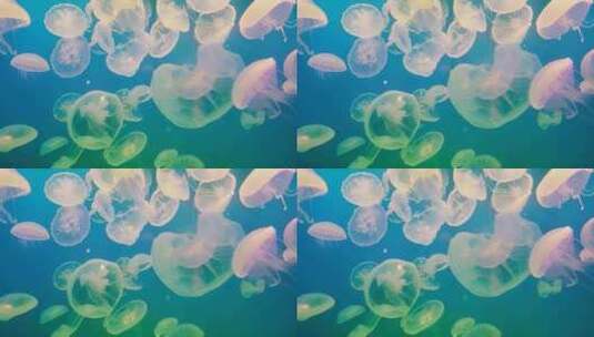 海里水母群高清在线视频素材下载
