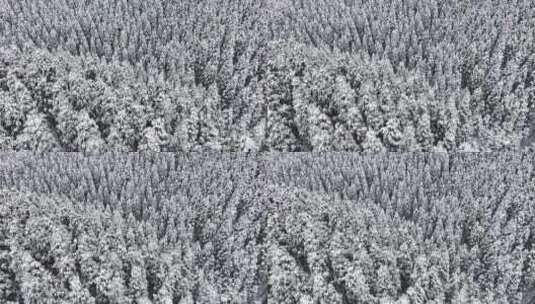 冬天暴雪纷飞森林下雪雪景霜降立冬大雪航拍高清在线视频素材下载