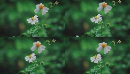 【正版素材】春天植物高清在线视频素材下载