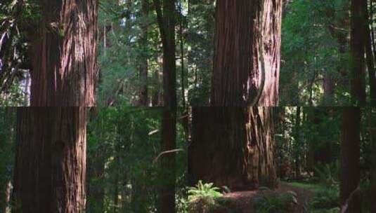 红木树的倾斜拍摄高清在线视频素材下载