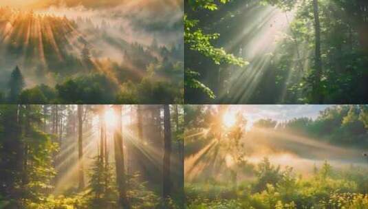 阳光穿过森林美景风景高清在线视频素材下载