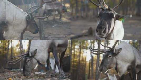 呼伦贝尔敖鲁古雅鄂温克族麋鹿圣诞老人座驾高清在线视频素材下载