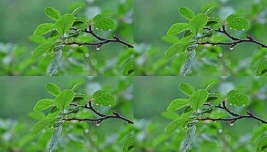 夏季下雨天山林植物树叶水珠特写高清在线视频素材下载