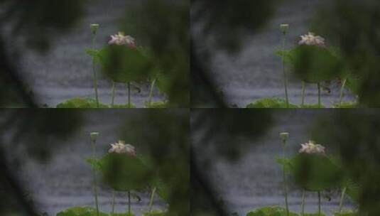 杭州西湖雨中荷花视频高清在线视频素材下载