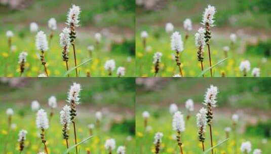 青海青藏高原野生植物花朵高清在线视频素材下载