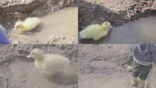 小鸭子游泳水里的鸭子高清在线视频素材下载