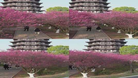 湖南省长沙市洋湖湿地公园白鹭塔梅花盛开高清在线视频素材下载