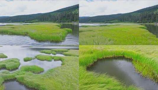 高原湖泊湿地水草高清在线视频素材下载