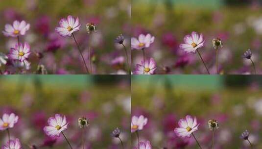 阳光下格桑花高清在线视频素材下载