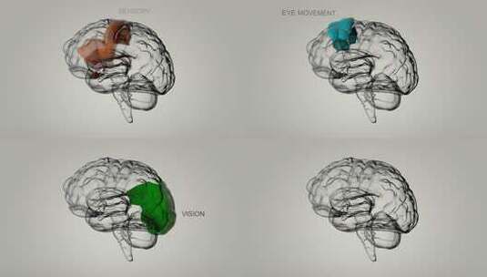 大脑结构及其功能的医学动画。循环。HD高清在线视频素材下载