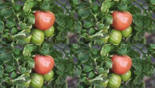 西红柿 番茄 蔬菜大棚 蔬菜高清在线视频素材下载