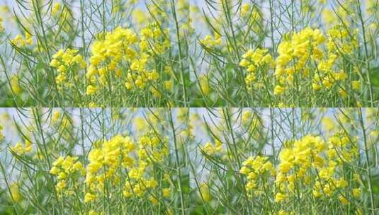 昆明福保村油菜花高清在线视频素材下载