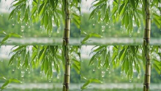 雨后带水珠的竹叶特写高清在线视频素材下载