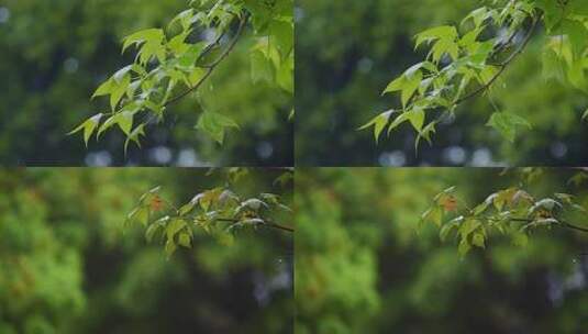 小雨/枫叶绿叶雨水/春雨/春分/惊蛰/谷雨高清在线视频素材下载