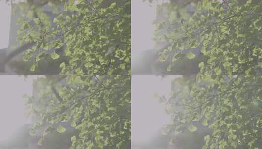银杏树叶特写高清在线视频素材下载