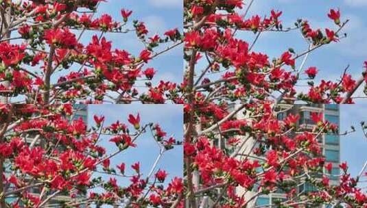 盛开的木棉花特写高清在线视频素材下载