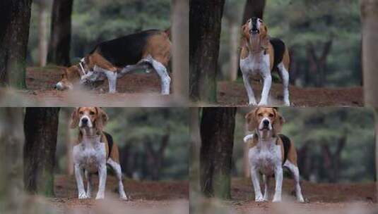 照片中一只宠物小猎犬在公园里四处走动时，高清在线视频素材下载