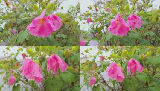 雨中红色木芙蓉花 粉红色芙蓉花 0241高清在线视频素材下载